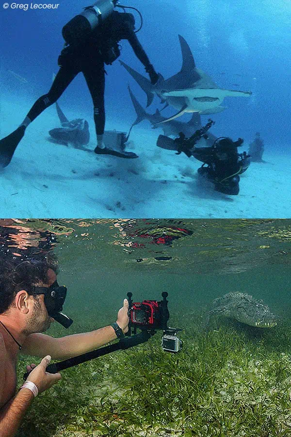 Requins-marteaux et crocodile, Bahamas et Banco Chinchorro